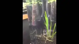 My new endlerguppys