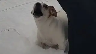 Jack Russell terrier Treisy and Azzuro. 