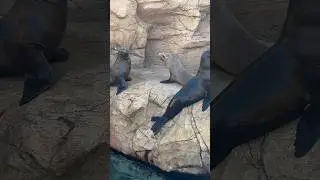 🔵Sea Lion In Love😂 #shorts #subscribe #trending #viralshorts #viral #jacobandabby
