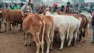27/12/25/সীমিত দামে বর্ডার ক্রস হাড্ডিস্যার মোটাতাজা করণীয় বলদগরু পাবেন01773949974