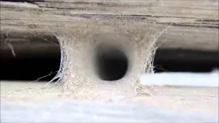 Spider nest and attack Ariadna Maxima (Chile)