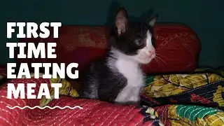 First time eating meat | #funnycats #funnycatbaby #funnycatbangla #funnycatclips