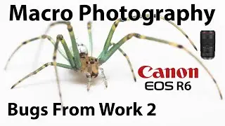 Macro Photography of 
