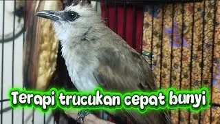 TRUCUK BAHAN DAN MACET BUNYI ‼️ SEKETIKA TERPANCING BUNYI DENGAR INI
