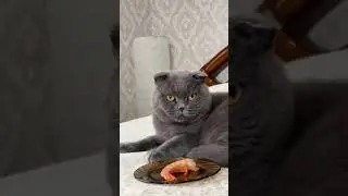 Funny CAT Moments 😂😂 episode 3631 #funnycats #cats #funnyanimals #petsofinstagram