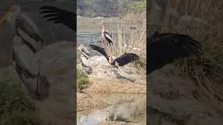 Elegant avians #birdsanctuary #sultanpur