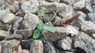 Small Tree Breaking Through Rock &ndash; Nature&rsquo;s Power