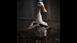 DUCK EDIT | 5x30 #dog #bird #fish #edit #duck #shorts #short