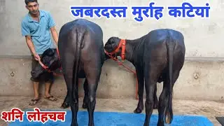 जोड़ा लेने पर 5 हजार रुपए सस्ती 🔥 शनि लोहचब की जबरदस्त मुर्राह कटियां बिक्री के लिए उपलब्ध 