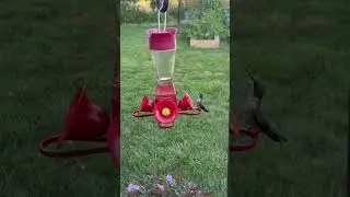 Hummingbird visit.