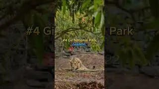 Top 5 Most Famous National Park In India 🇮🇳 2023