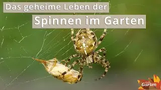 Faszinierend: Spinnen in unseren G&auml;rten | MDR Garten