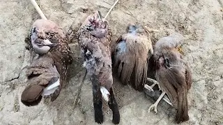 amazing birds hunting with slingshot//seilg slingshot hunting 2023
