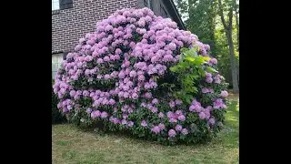 Arbustos de rododendros con flores