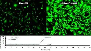 Calcium GPCR Comparison