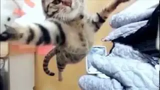 Jumping Cat - Slow Motion