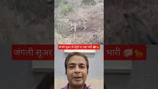 जंगली सूअर दो तेंदुओं पर पड़ा भारी 🐖🐆 | Wild Boar vs Two Leopards | Jungle Fight Video | #shorts