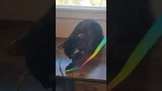 Ever seen a cat play tug-o-war?! #tugowar