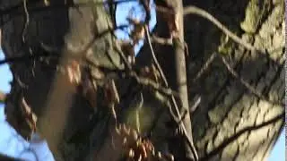 Fast flight...The Woodpecker