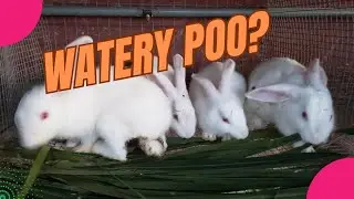 Easy step to cure diarrhea in your rabbits. @scentfarms