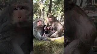 Amazing Monkeys Amber Team / Awesome Lovely Monkeys