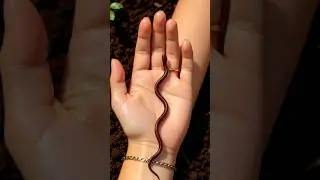 Small to giant animal transformation !!