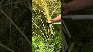 Harvesting mustard greens: traditional farming methods