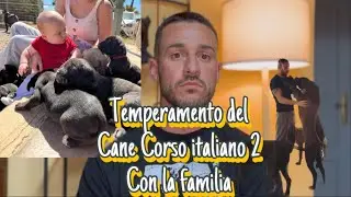 Cane Corso en Familia// Temperamento parte ll ✌🏼
