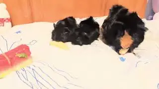 Cute baby Guinea pig eat veggies 