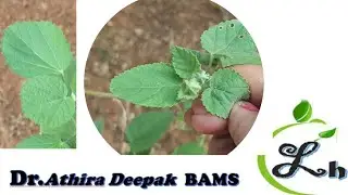 Bala .Atibala plant Benefits in Ayurveda#Powerful Herb for Immunity,Healing.#Remedies #ImmunityBoost