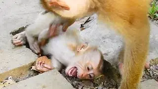 Cry Cry Cry! New abandoned monkey Nori crying almost day making Liza get busy life with her