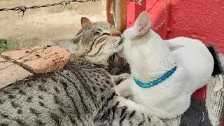 Cute cats 😻 #cat #catvideos #catlovers #cutecat #cats #trending | new cat video | cute cat video