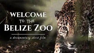 WELCOME TO THE BELIZE ZOO | Short Film Documentary