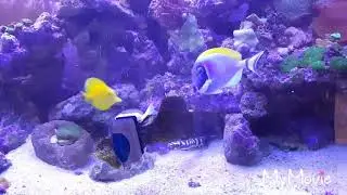 Refúgio no aquário marinho da certo?