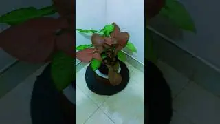 How  to combine indoor plant 👍🪻🌼#houseplants arrangements