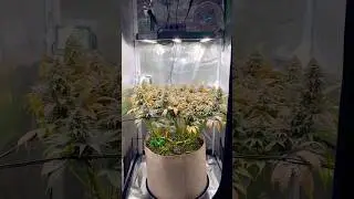 10. BW GG#4 - @seedstockersbarcelona @MarsHydro_official Living Soil @CoupleofPlants #cannabisgrow