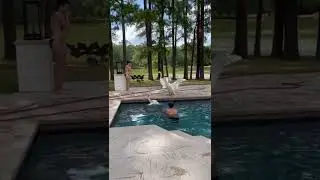 Baby cygnets fall in pool and need human help. Parents were livid!!!