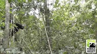 Kanyawara Chimpanzees: Pant Grunts