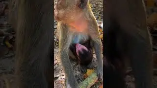 The Best Action Baby Newborn Monkeys | Always Protect By Adorable Mom!