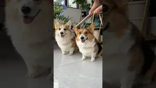 #dog #corgi #mypet