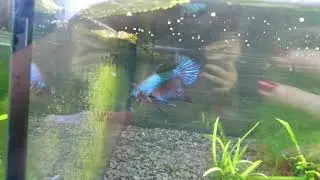 Guitar x Smaragdina F1 Hybrid Spadetail Male flaring. Big Boy! ❤️