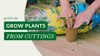 How to Grow Plants From Cuttings! | Gardening Tips with J. Parker's