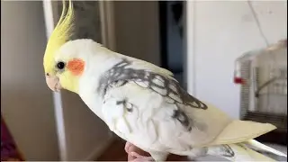 My parrot sings happily every day🎵🎤