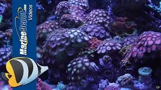 Zoanthid and Palythoa: Coral Care Tips, Paly Toxin and Fragging