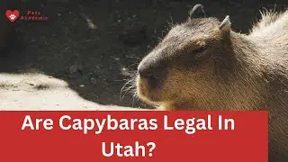 Are Capybaras Legal In Utah? #animals