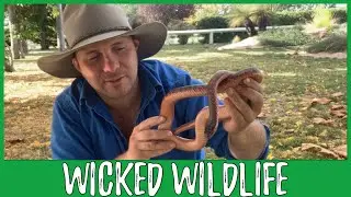 Handling Venomous Snakes - My Thoughts on Free Handling