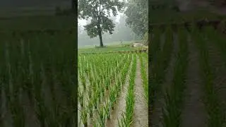 Rain-kissed rice fields soaking under the monsoon sky 🌧️🌾