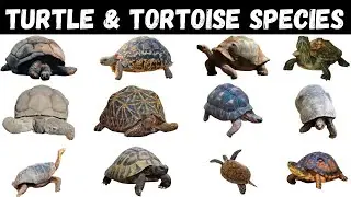 Types Of Turtles | Tortoise | Turtles For Kids #turtle #tortoise