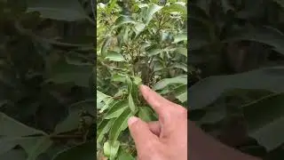 Hack Gardening And Grafting   Tree Crafting From Cutting Branch #TheFlower #Part  131