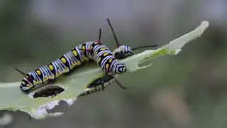 Amazing Insects up Close